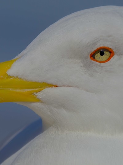 “Paul, la plage et les peintres” de Paul Rousteau - © Villa Noailles Hyères